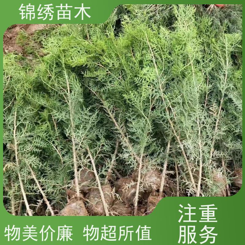 荒山造林侧柏苗 营养钵营养袋侧柏树苗 四季常青耐贫瘠 抗旱易管理