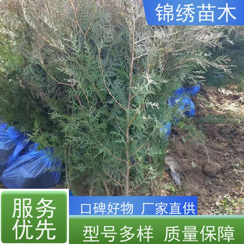 陕 西侧柏苗基地直发 园林绿化侧柏树苗 易于成活超强抵御风沙等特性