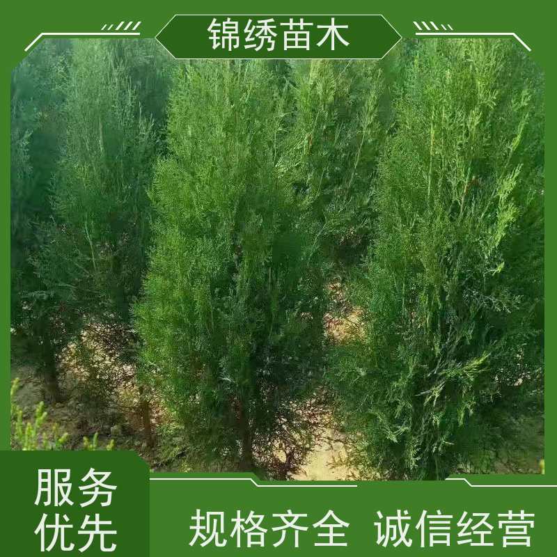 侧柏苗 大型绿化营养杯侧柏树苗 寿命长抵御风沙 耐贫瘠 治理防护荒山