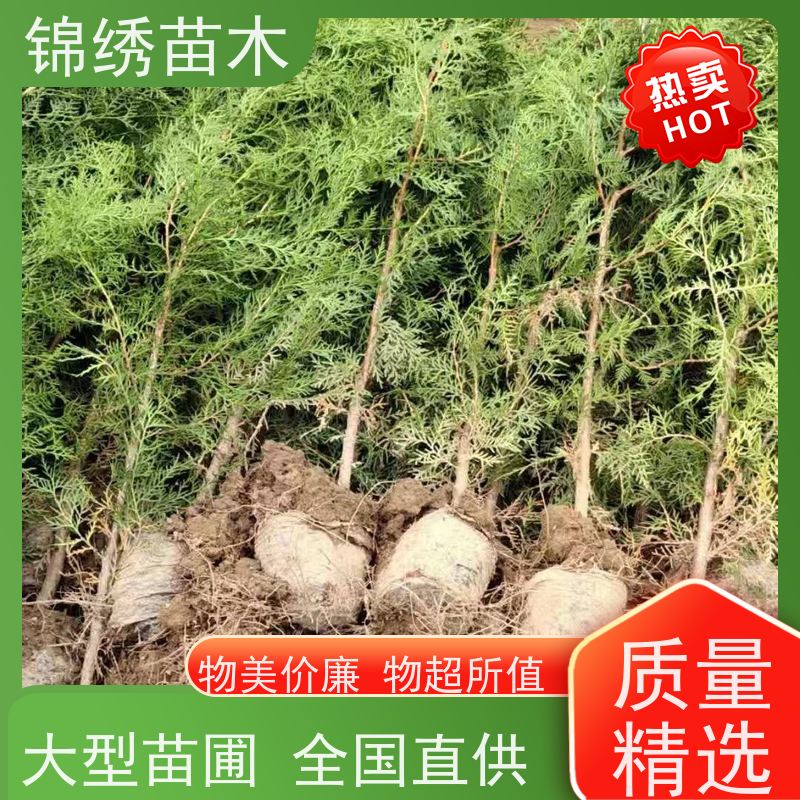 侧柏苗 植株健壮 根系发达 易载易活 锦绣容器侧柏树苗基地常年出售