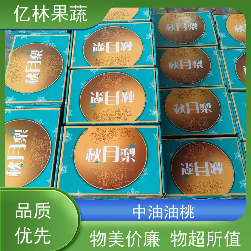 基地培育 水晶梨树苗 果实饱满味道好 特产果树梨幼苗