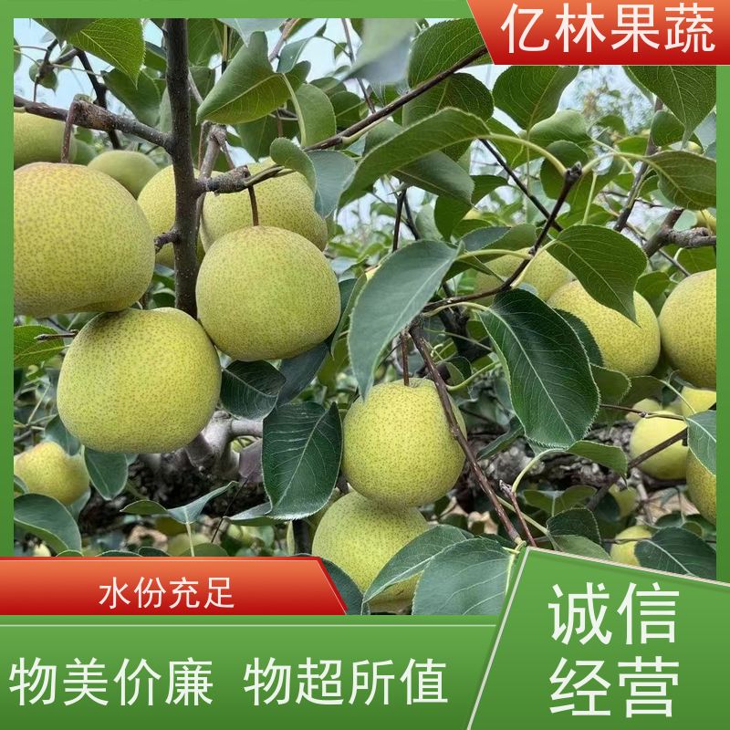 亿林苗木 桃树苗 嫁接技术指导 抗寒能力强 果实饱满味道好