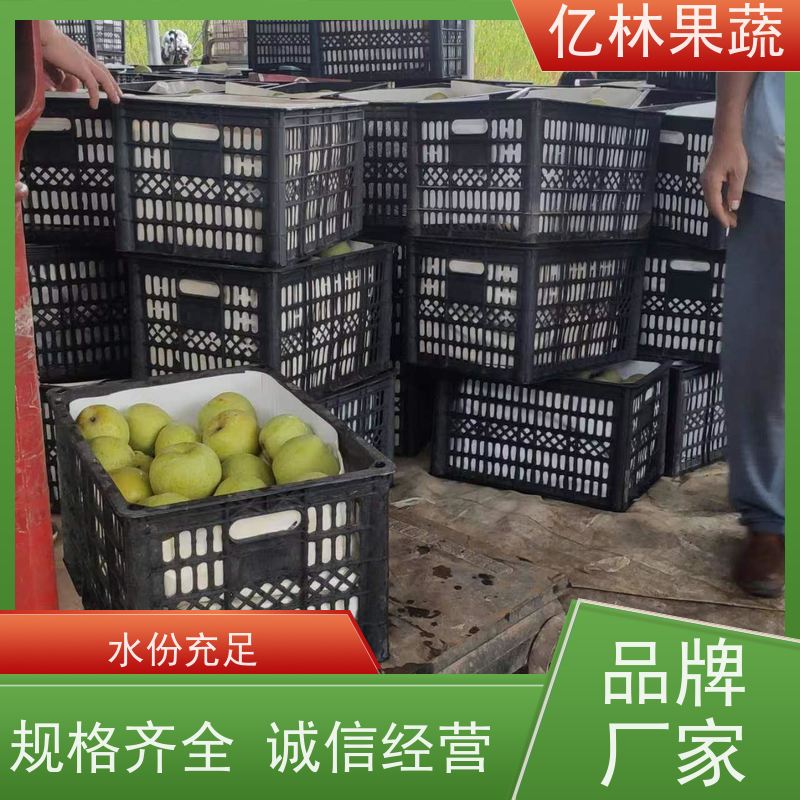 亿林苗木 中华玉梨树苗 果实饱满味道好 盆栽地栽庭院红香酥梨苗