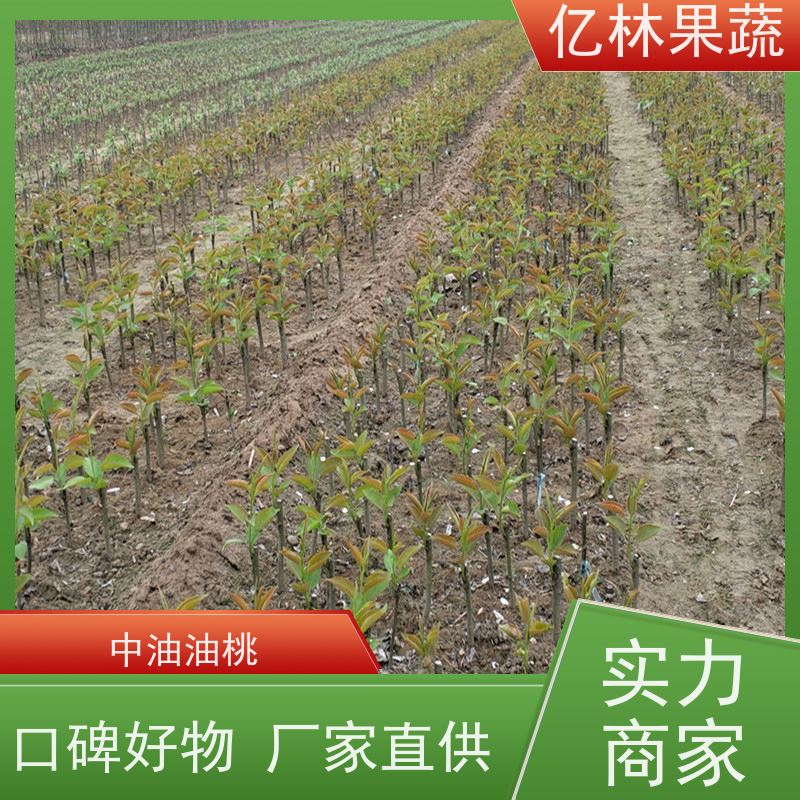 亿林苗木 根系饱满成活率高 黄尊蜜梨 口感香甜 水晶梨树苗