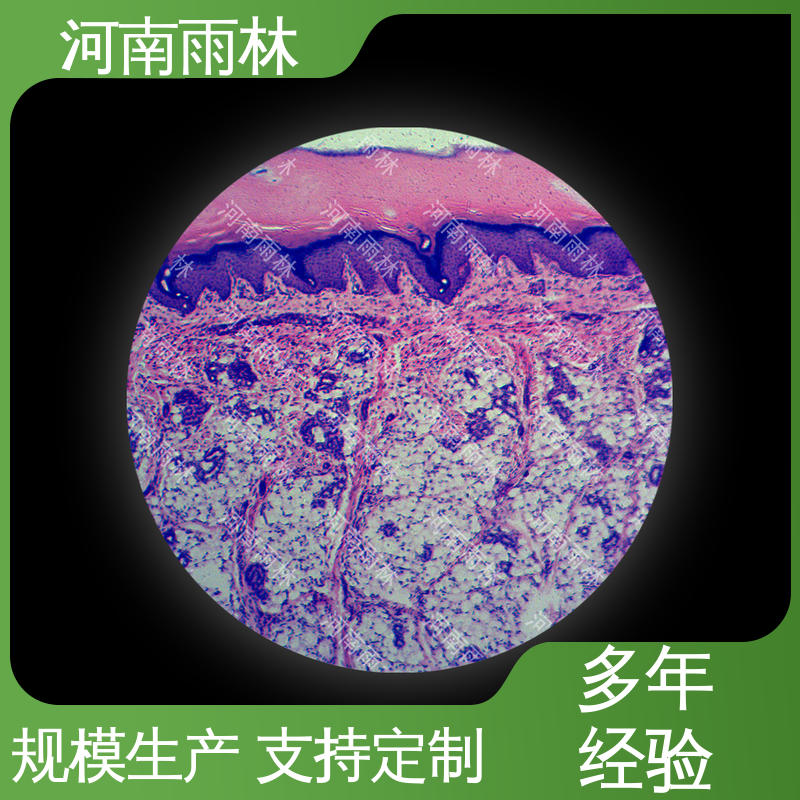显微标本 支持定做 质量保障 售后无忧 雨林教育