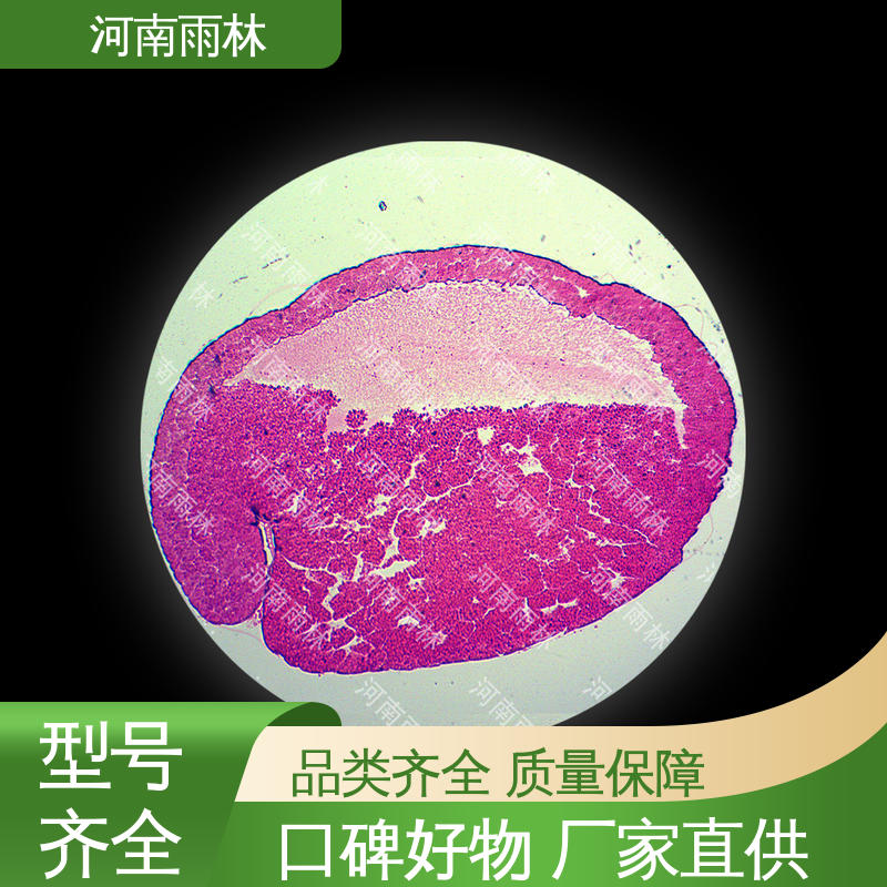 雨林教育 生物切片 质量保障 支持定做 售后无忧