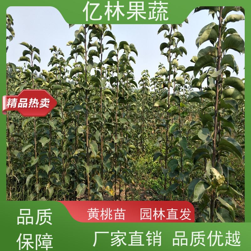 亿林苗木 奥红梨树苗 果实饱满味道好 三公分现挖现发 品种齐全