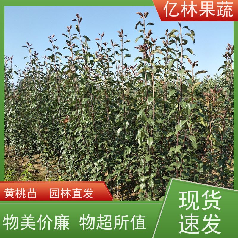 亿林苗木 油桃苗 桃树果苗批发 自家园林 根系饱满成活率高