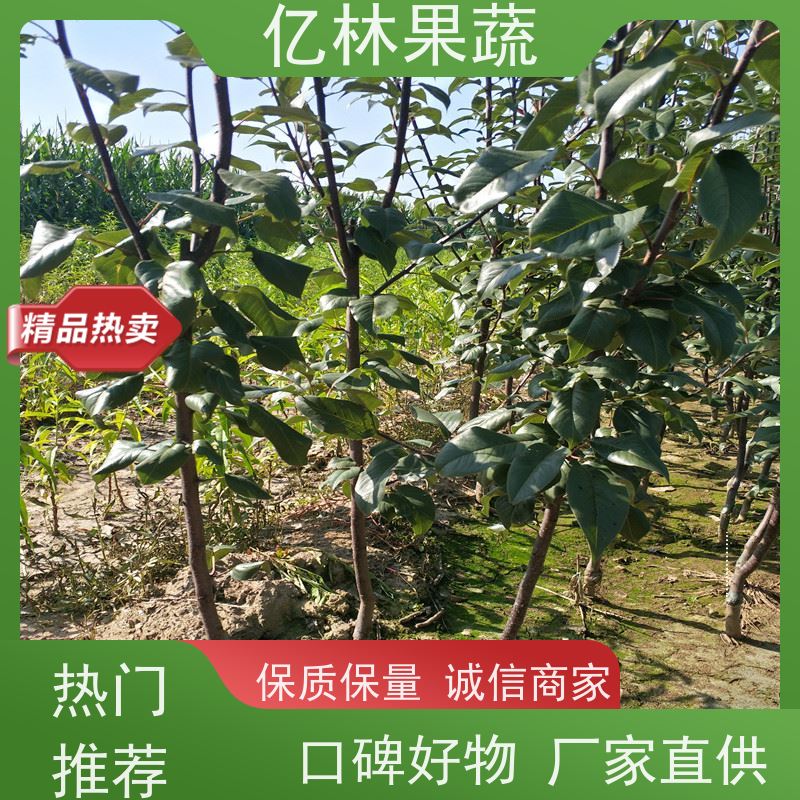 亿林苗木 基地培育 嫁接技术指导 抗寒能力强 奥红梨树苗
