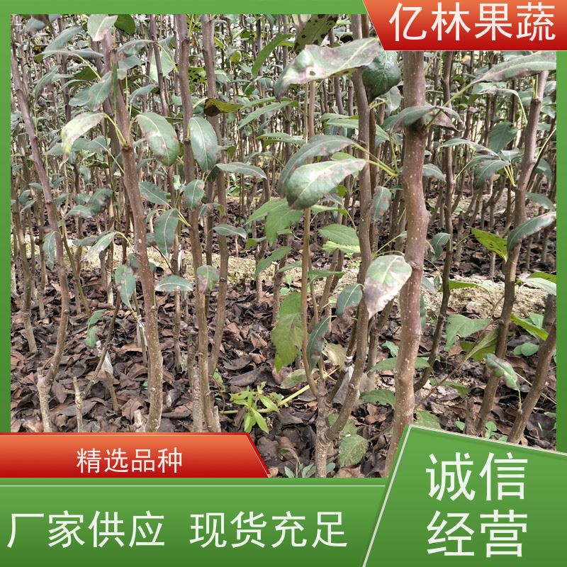 亿林苗木 晚熟桃树苗 嫁接技术指导 抗寒能力强 果实饱满味道好