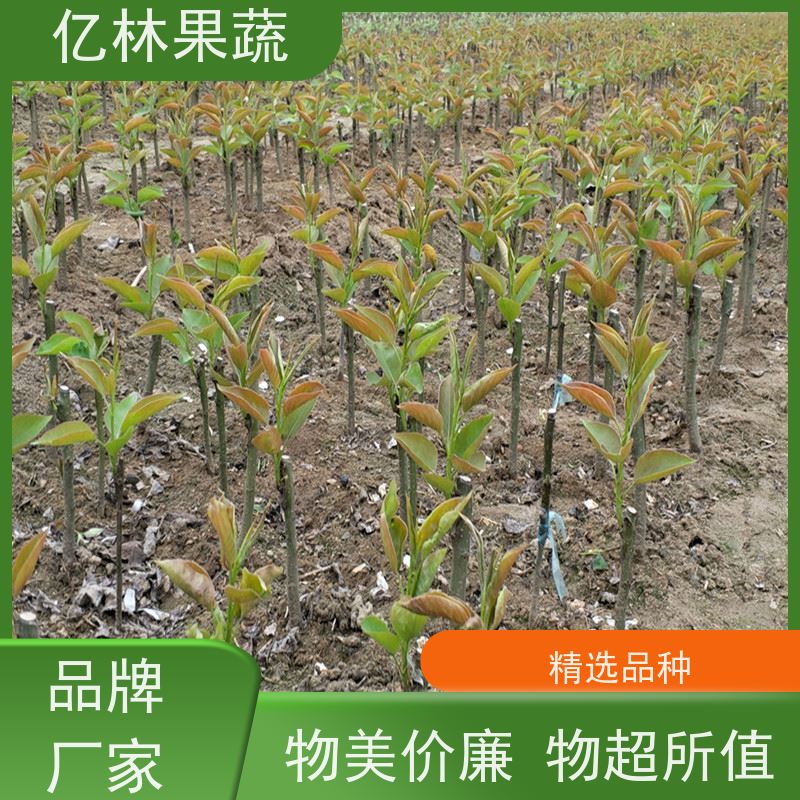 亿林苗木 成活率高 盆栽地栽庭院红香酥梨苗 圆黄梨树苗