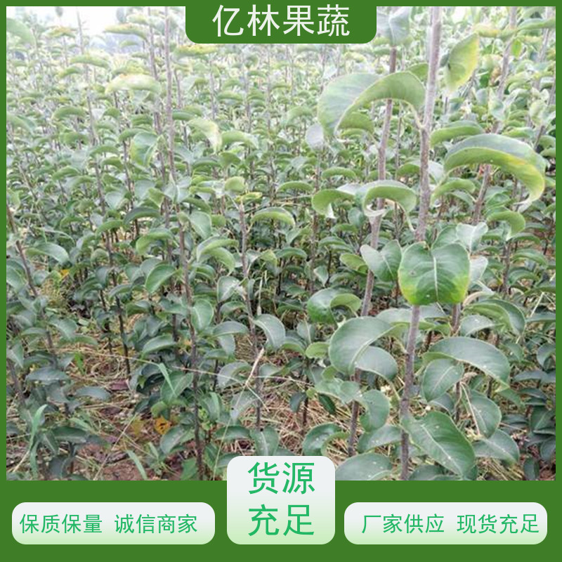 亿林苗木 冬桃苗 三公分现挖现发 品种齐全 果实饱满味道好