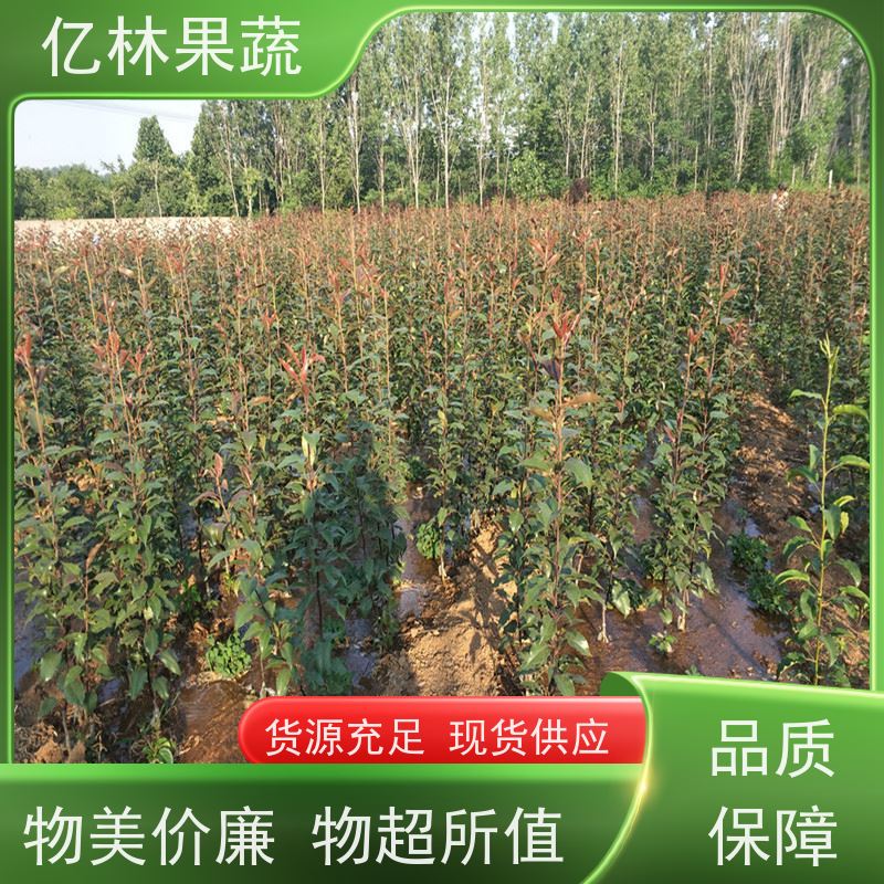 亿林苗木 黄桃苗 盆栽地栽庭院桃树苗苗 根系饱满成活率高