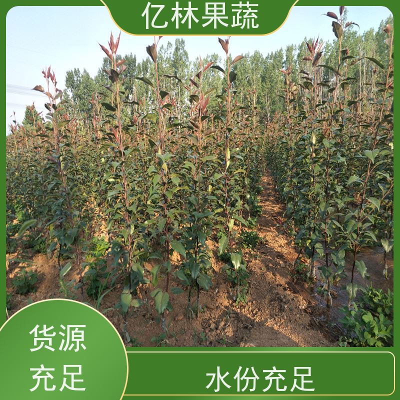 亿林苗木 冬桃苗 现挖现发 口感香甜 果实饱满味道好