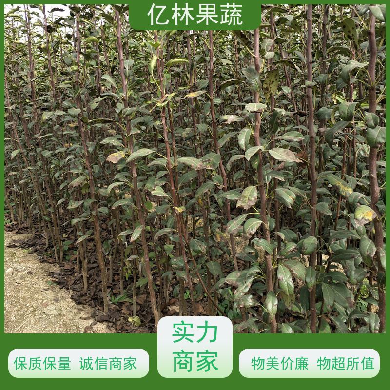 基地供应 桃树苗 三公分现挖现发 品种齐全 果实饱满味道好