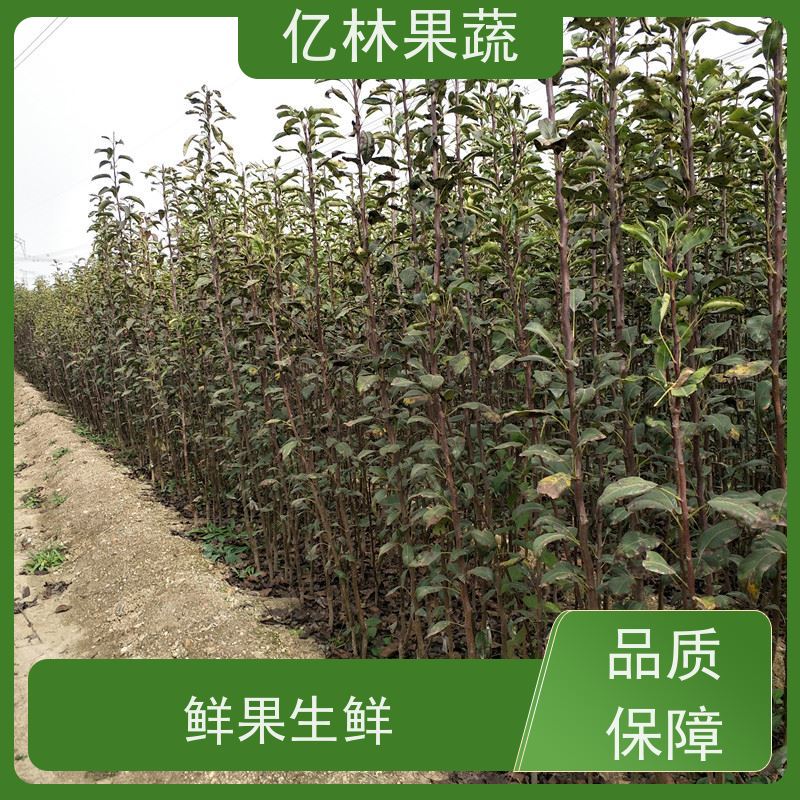 基地供应 园林嫁接桃苗 三公分现挖现发 品种齐全 易栽培桃树苗