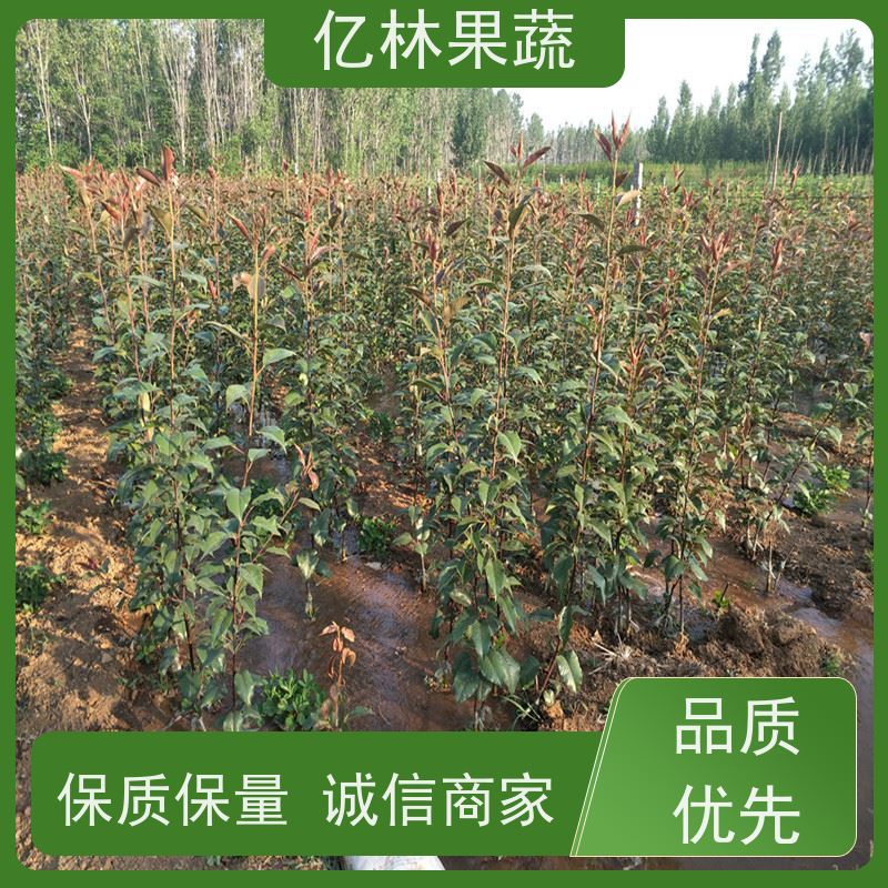 基地供应 中秋红梨树苗 成活率高 三公分现挖现发 品种齐全