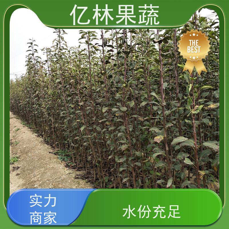 基地供应 中华玉梨树苗 果实饱满味道好 特产果树梨幼苗