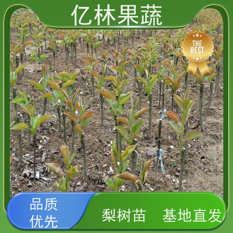 亿林苗木 油桃苗 三公分现挖现发 品种齐全 果实饱满味道好