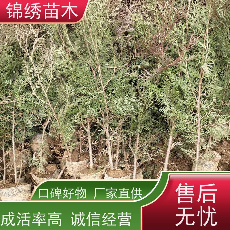 陕 西侧柏苗 四季常青绿化侧柏树苗 荒山防止水土流失耐贫瘠 成活率高