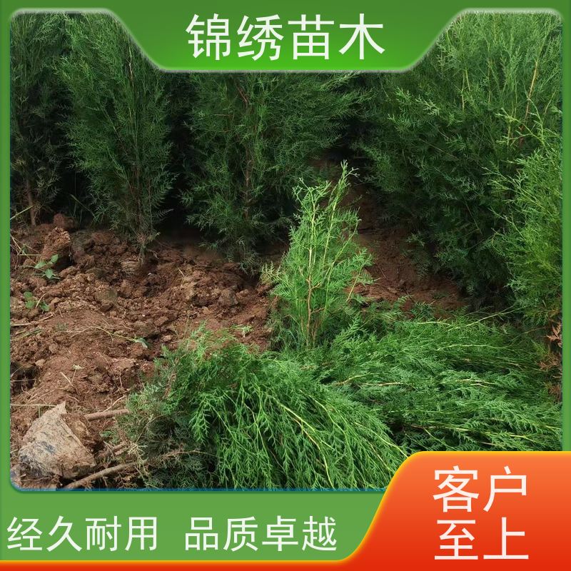 锦绣侧柏树苗 别墅造景工程专用 侧柏苗 现挖现卖 根系发达存活率高