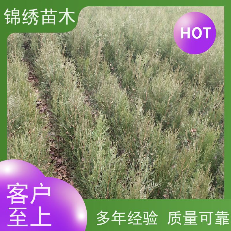 1-3年侧柏苗木 H40-150公分容器杯苗锦绣侧柏树苗柏木苗种植基地