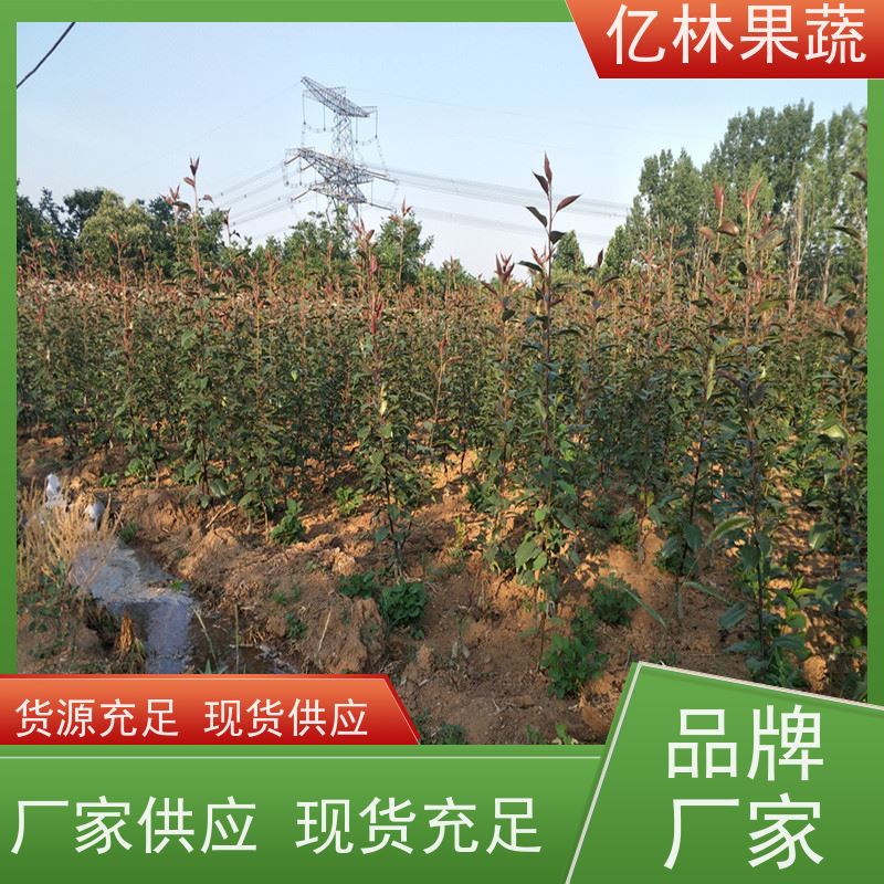 基地供应 成活率高 黄尊蜜梨 口感香甜 早酥红梨苗