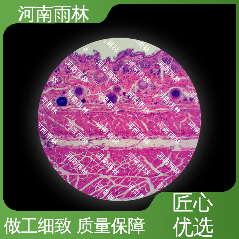 教学标本 质量保障 售后无忧 支持定制 雨林教育
