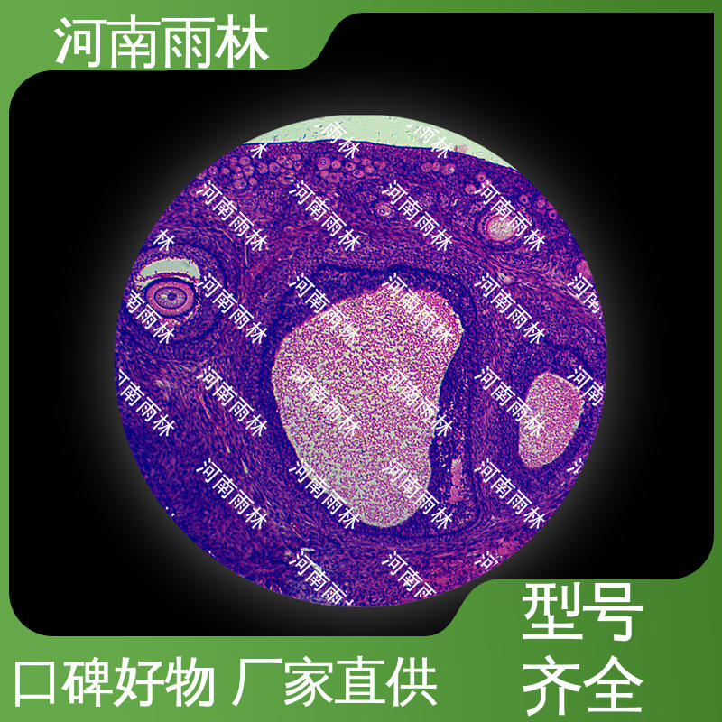 雨林教育 生物切片 支持定制 质量保障 售后无忧