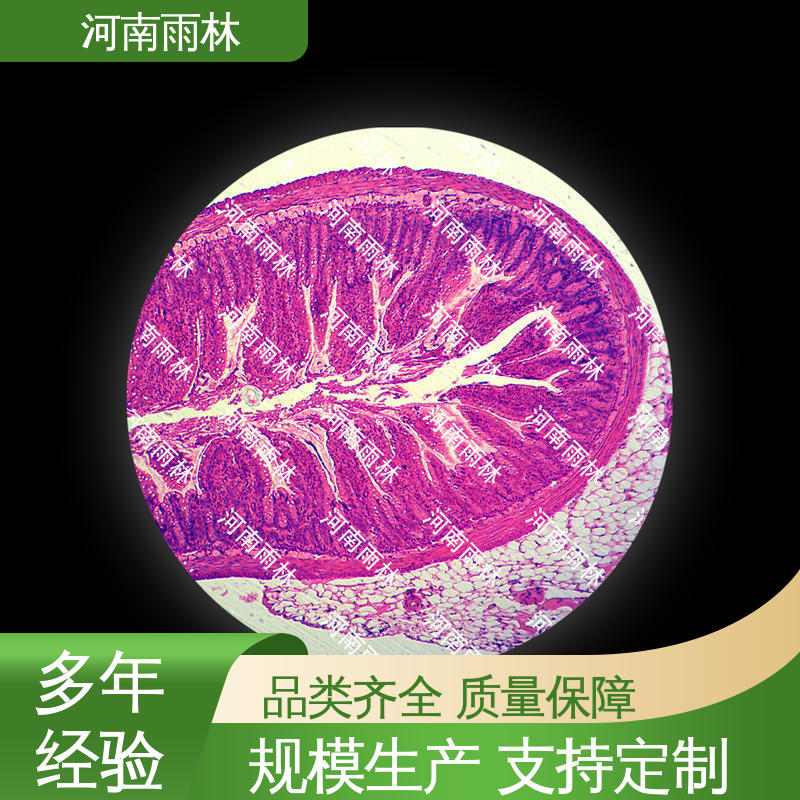 植物标本 性价比高 质量保障 支持定制 雨林教育