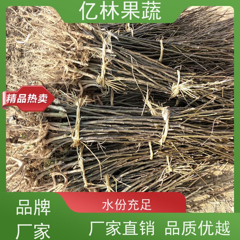 基地供应 黄冠梨树苗 成活率高 三公分现挖现发 品种齐全
