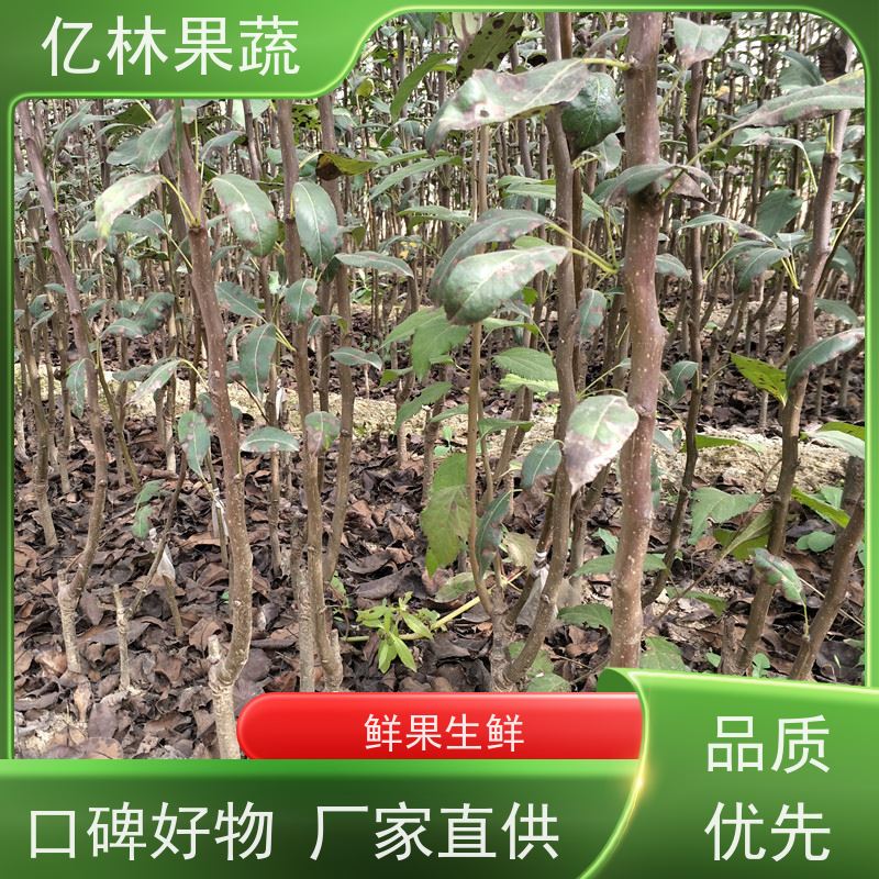 亿林苗木 园林嫁接桃苗 新品种挑苗 香甜可口 易栽培桃树苗