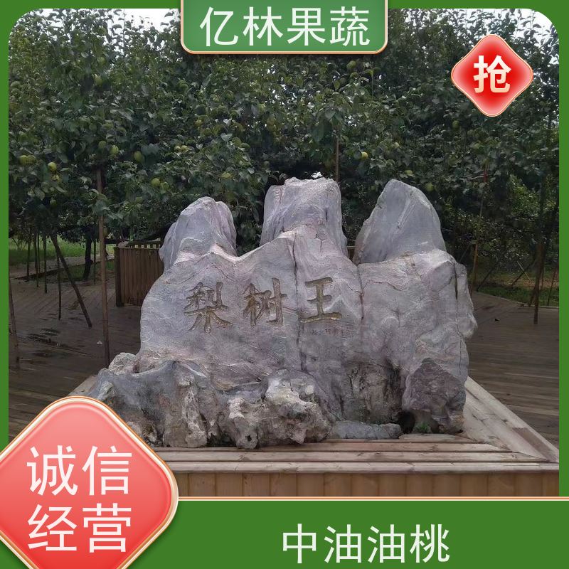 亿林苗木 黄金梨树苗 基地直发 特产果树梨幼苗