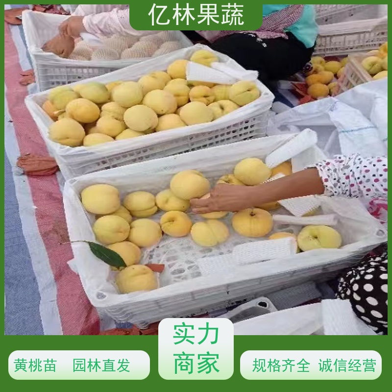 基地供应 秋彤桃 三公分现挖现发 品种齐全 成活率高