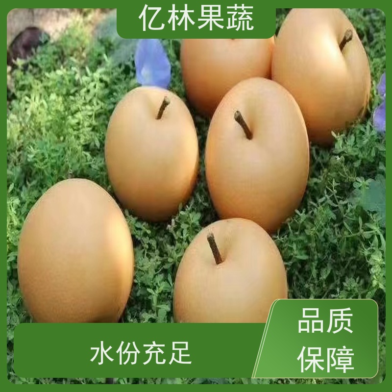 基地供应 早酥红梨苗 果实饱满味道好 梨树果苗批发 自家园林