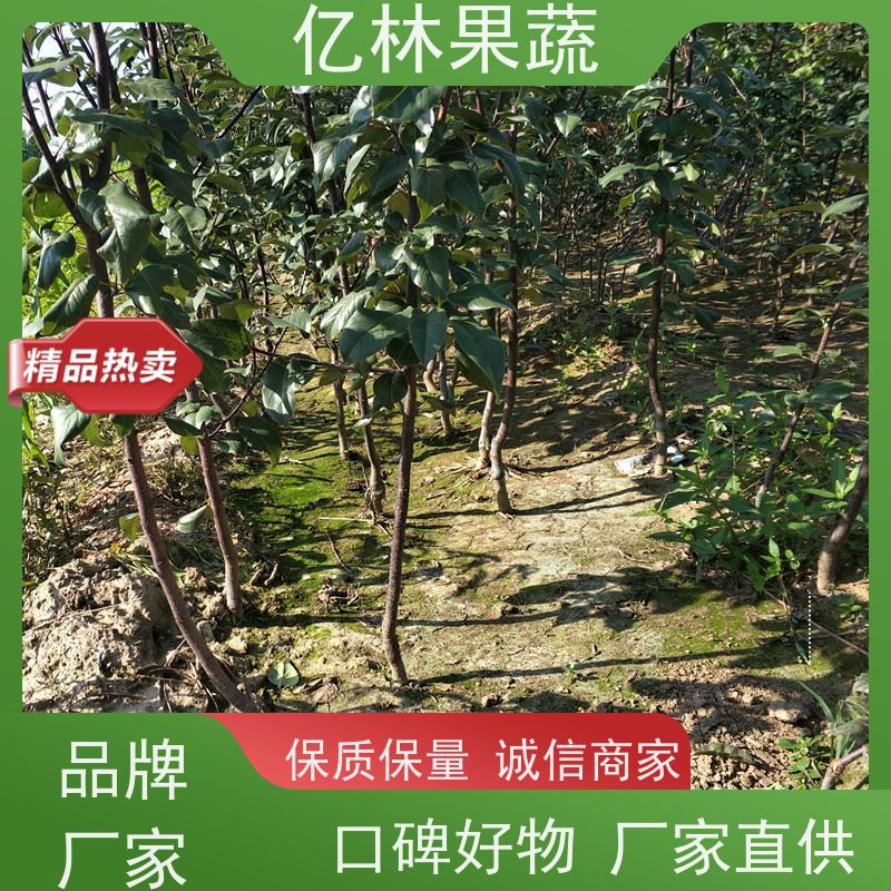 基地供应 冬桃苗 三公分现挖现发 品种齐全 成活率高