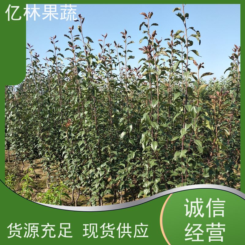 基地培育 油桃苗 三公分现挖现发 品种齐全 成活率高