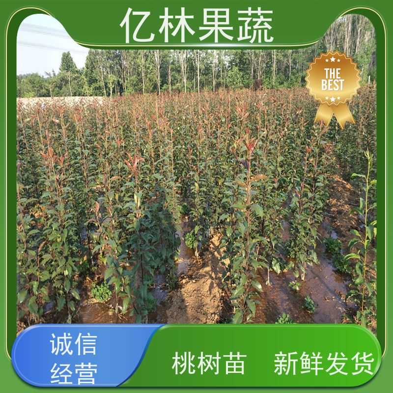 基地供应 根系饱满成活率高 盆栽地栽庭院红香酥梨苗 红巴梨树苗