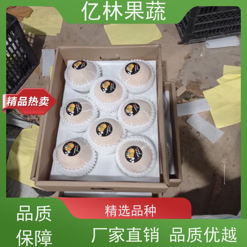 亿林苗木 桃树苗 三公分现挖现发 品种齐全 根系饱满成活率高