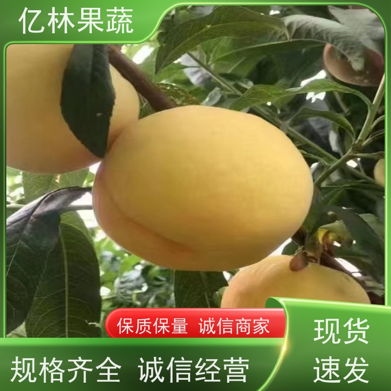 基地供应 根系饱满成活率高 圆黄梨树苗 新农酥梨 现挖现发