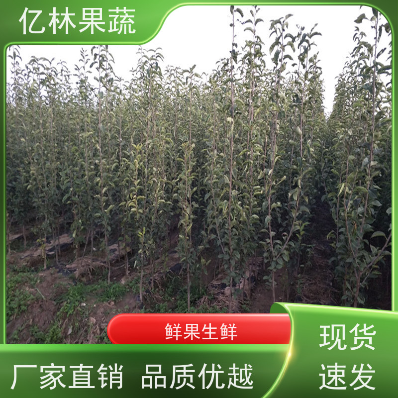 基地供应 油桃苗 晚熟品种桃 口感脆甜 易栽培桃树苗