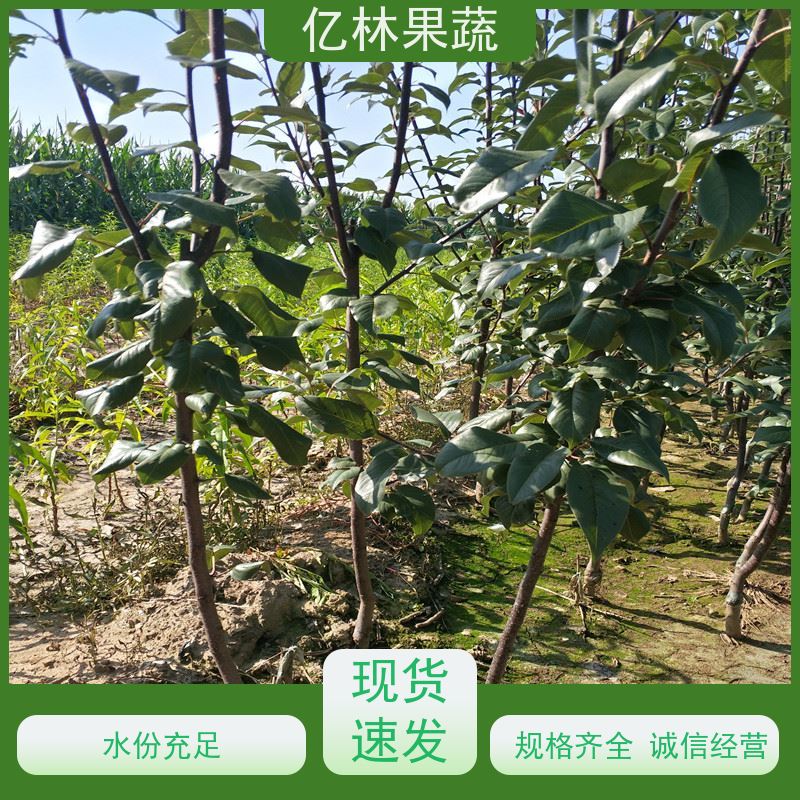 亿林苗木 丰水梨树苗 基地培育 特产果树梨幼苗