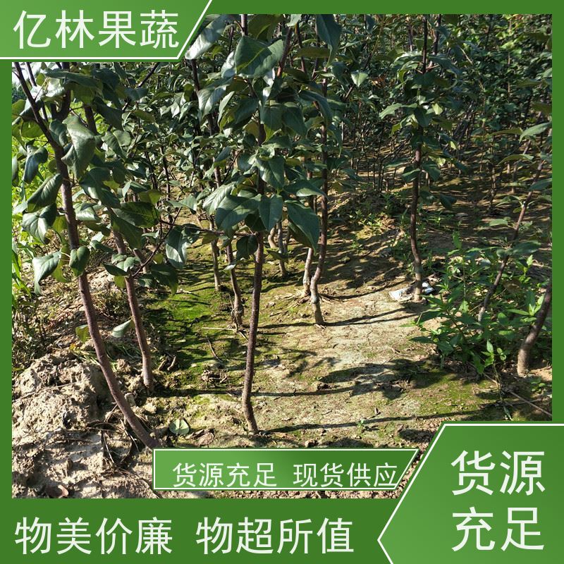 亿林苗木 黄桃苗 三公分现挖现发 品种齐全 果实饱满味道好