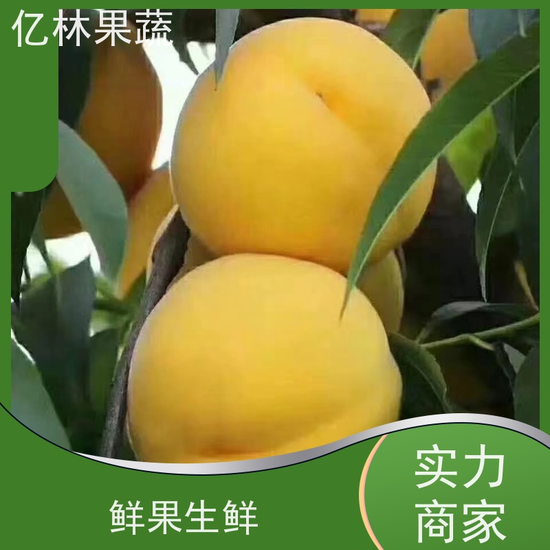 亿林苗木 成活率高 晚熟品种梨 口感脆甜 红星梨树苗