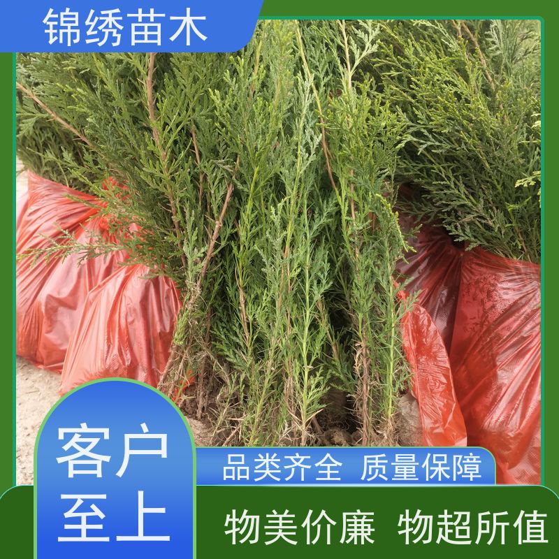 陕 西侧柏苗防护树 四季常青绿化用侧柏树苗 耐贫瘠 根系发达成活率高