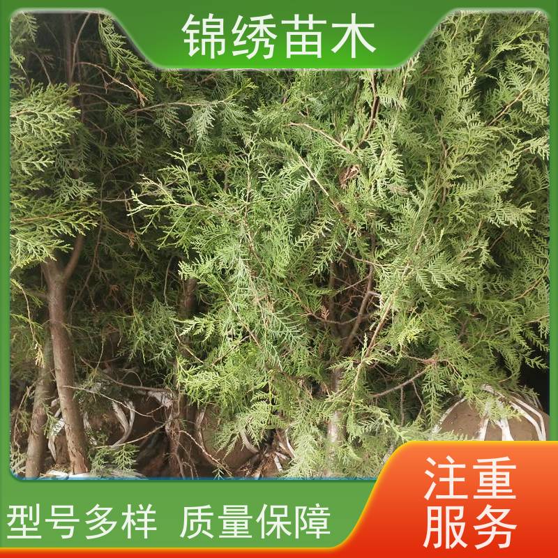 50-120cm高度营养杯侧柏苗100多万棵 工程绿化侧柏树苗常年供应