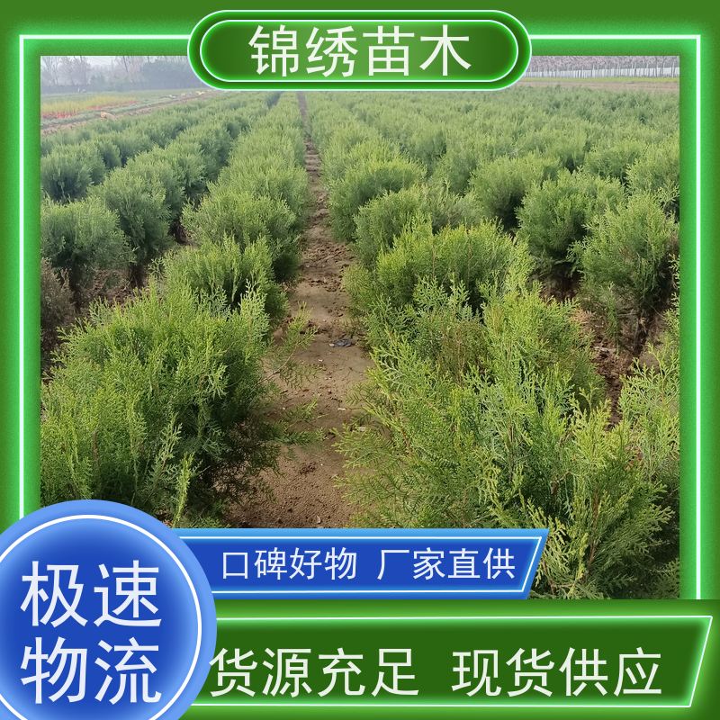 枝繁叶茂 侧柏苗 四季耐寒 产地直发品类齐全 锦绣侧柏树苗多规格可选