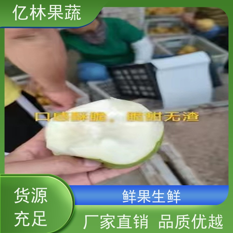 基地培育 冬桃苗 特产果树桃幼苗 果实饱满味道好