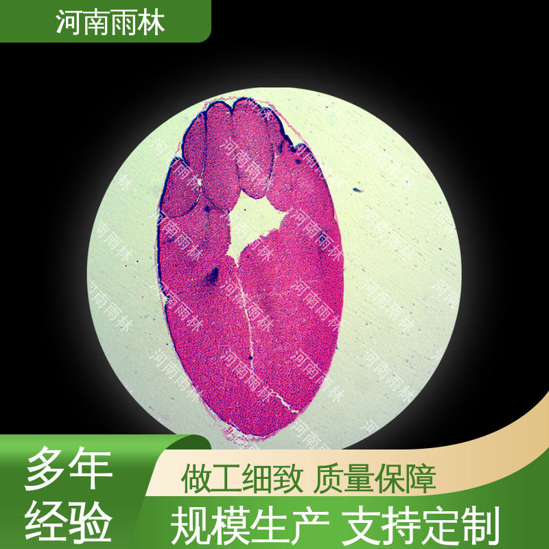 性价比高 支持定制 质量保障 教学标本 雨林教育