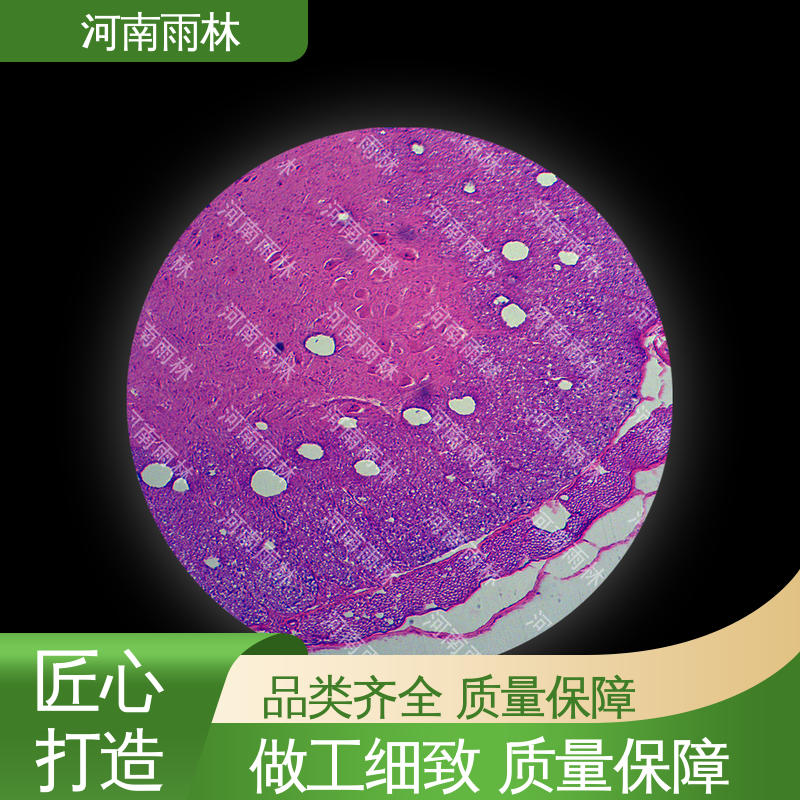 质量保障 显微切片 厂家销售 性价比高 雨林教育工程